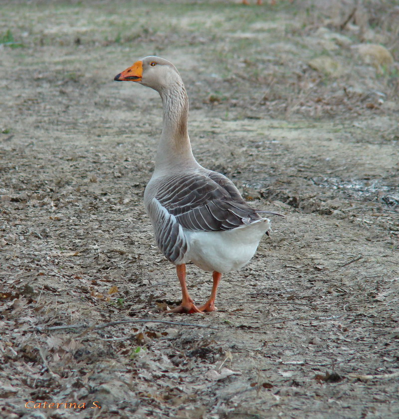 Uccelli acquatici